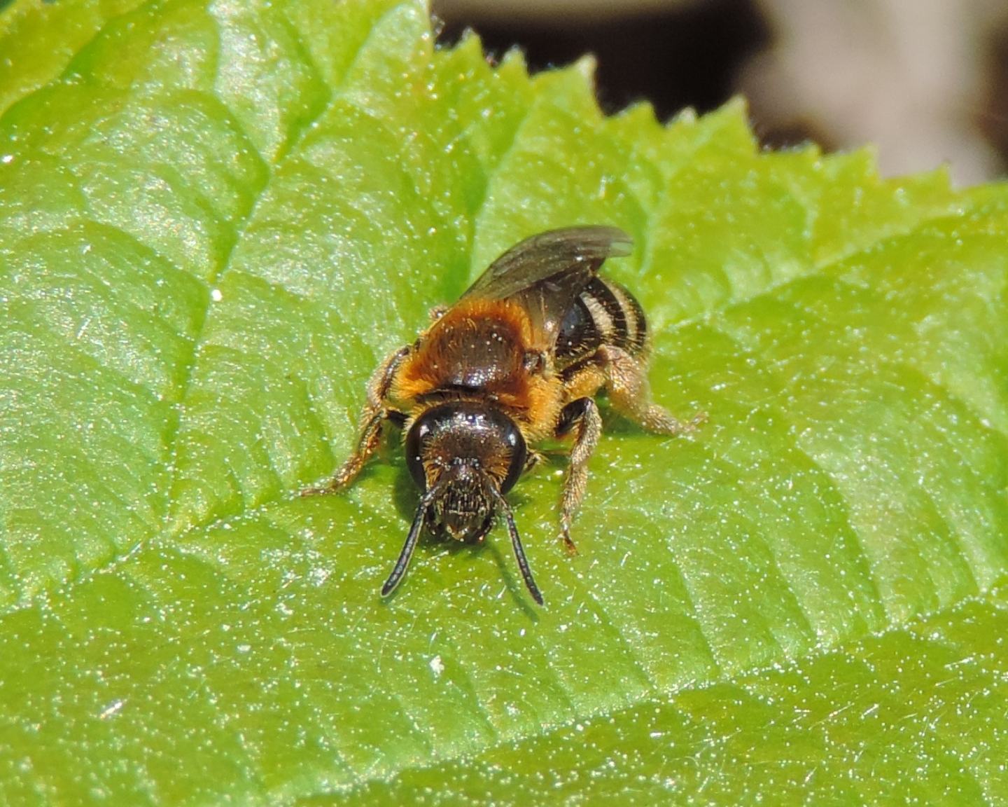 Andrena sp., femmina