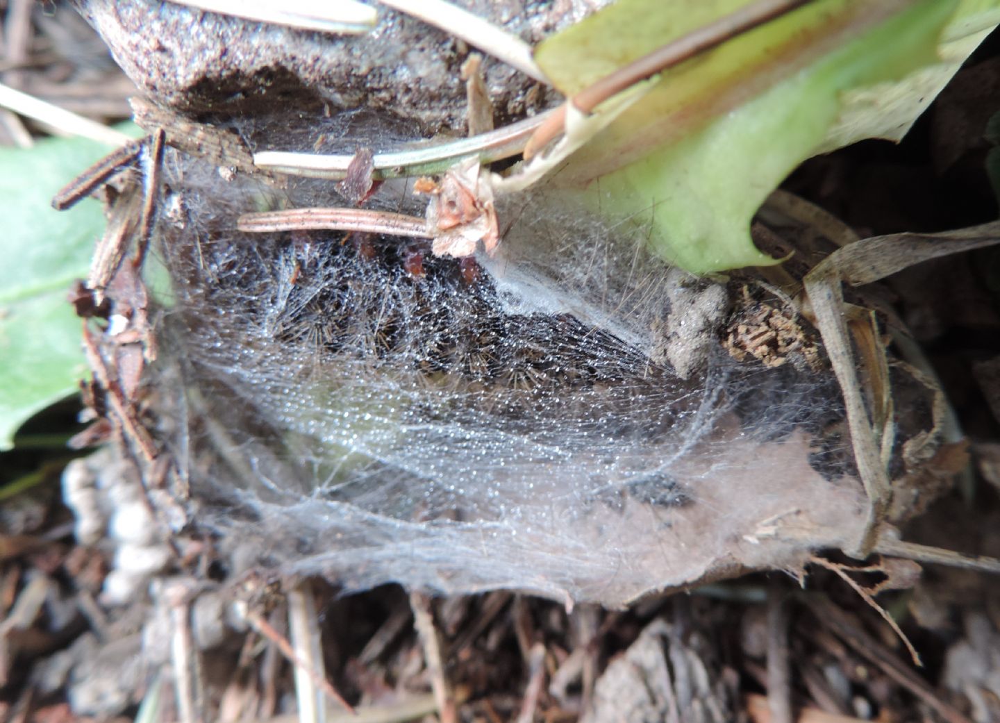 Amata phegea in fase di impupamento? No, Arctia villica, Erebidae Arctiinae