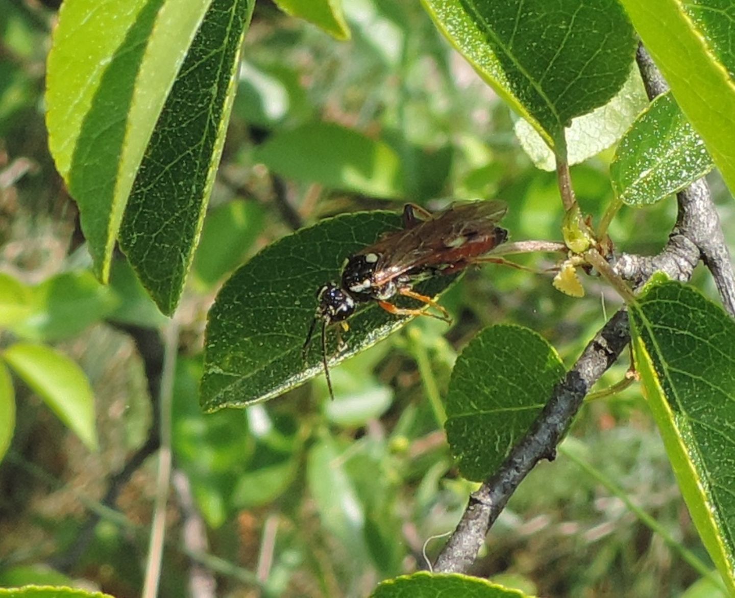 Tenthredinidae: Tenthredopsis cfr. sigma