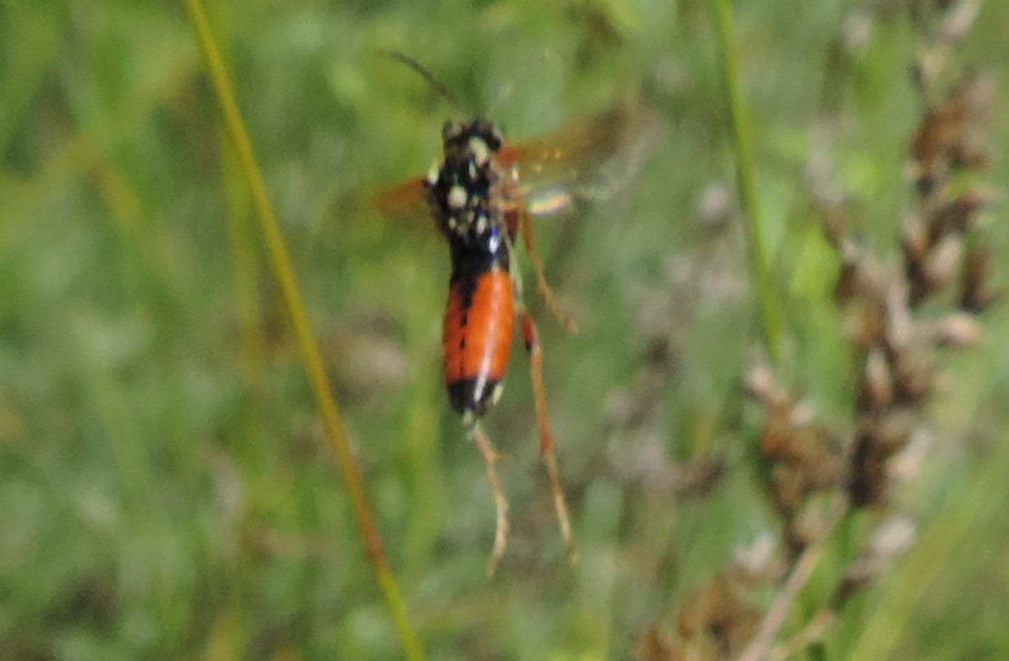 Tenthredinidae: Tenthredopsis cfr. sigma