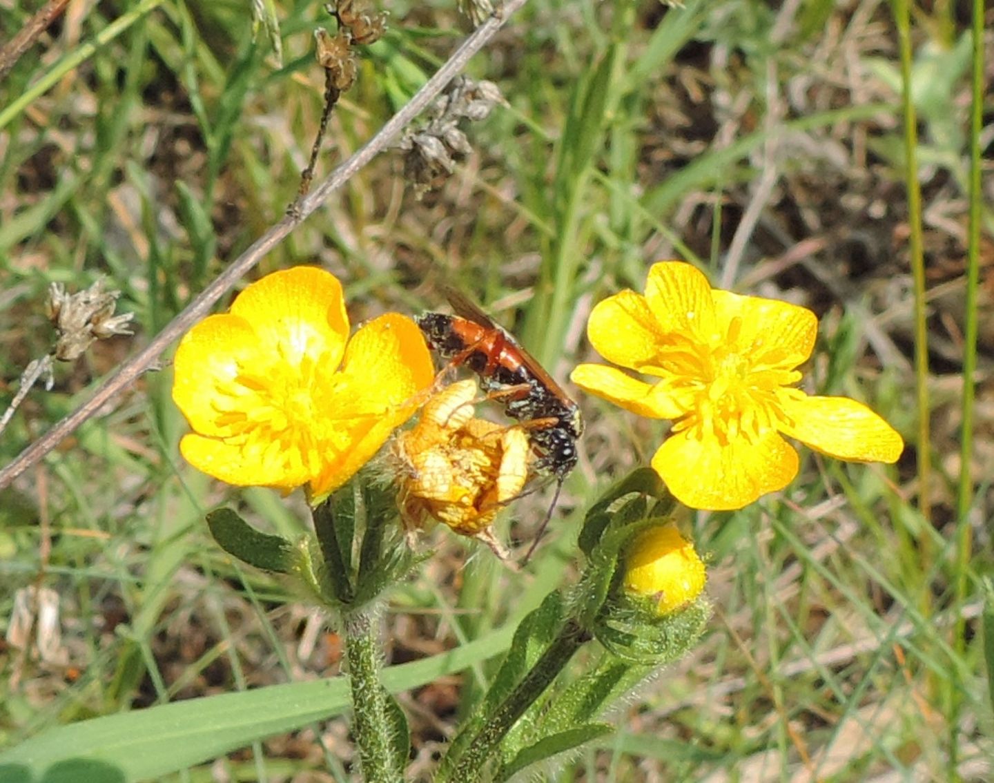 Tenthredinidae: Tenthredopsis cfr. sigma