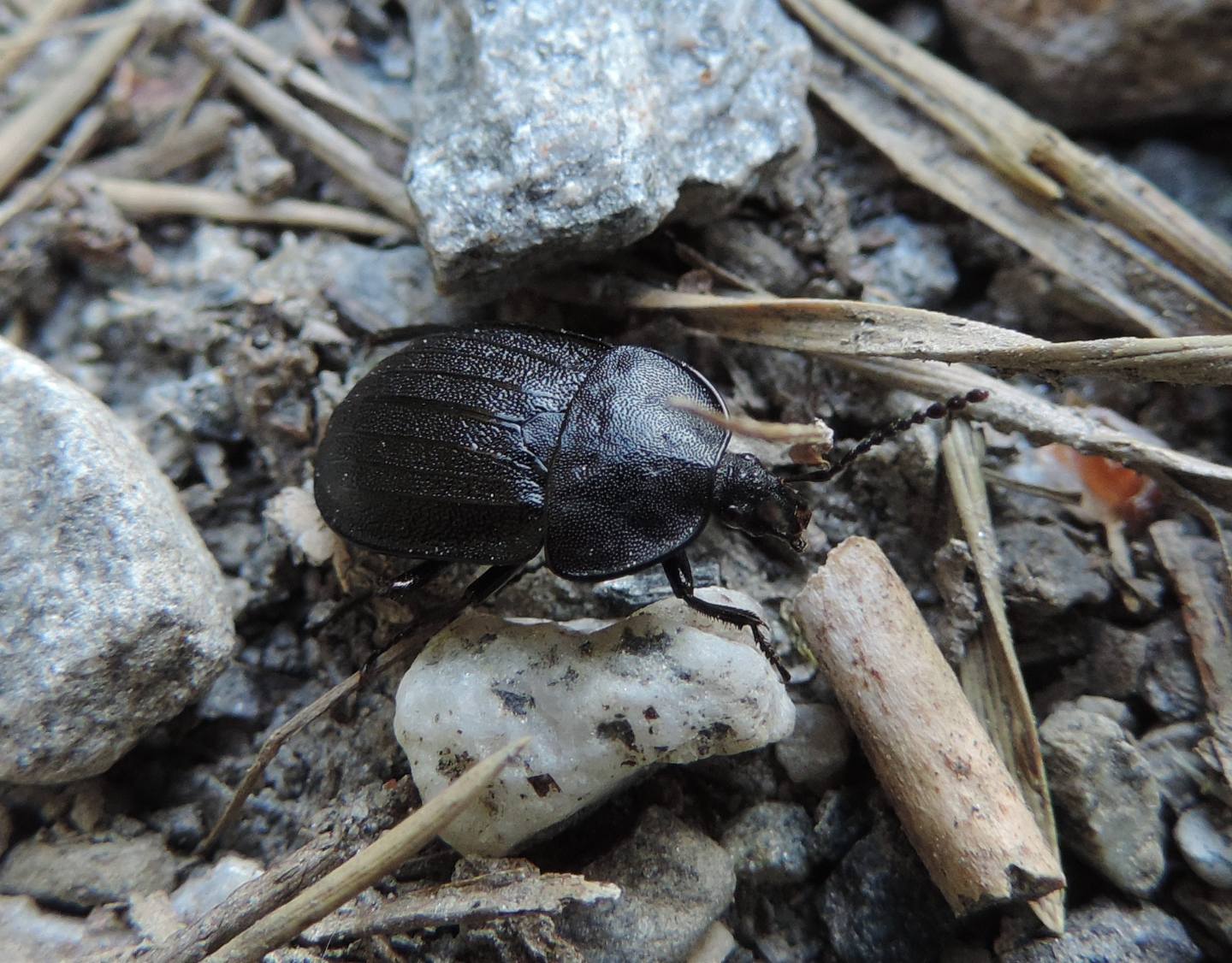 Silphidae: Phosphuga atrata? S.