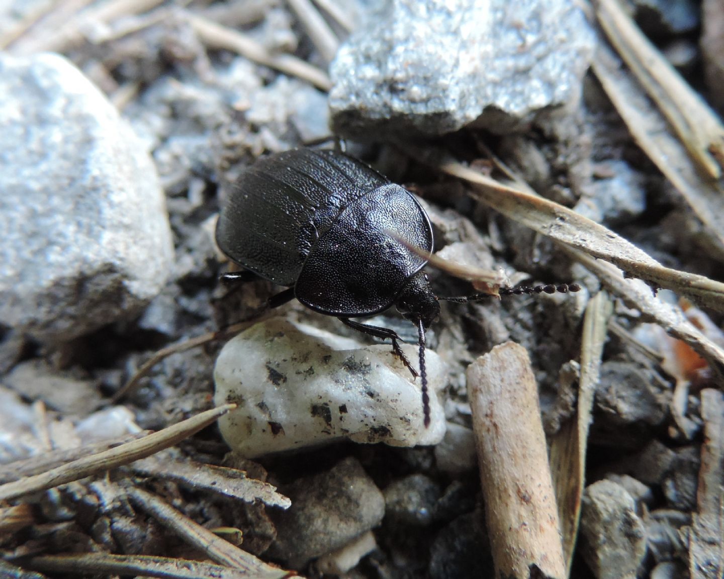 Silphidae: Phosphuga atrata? S.