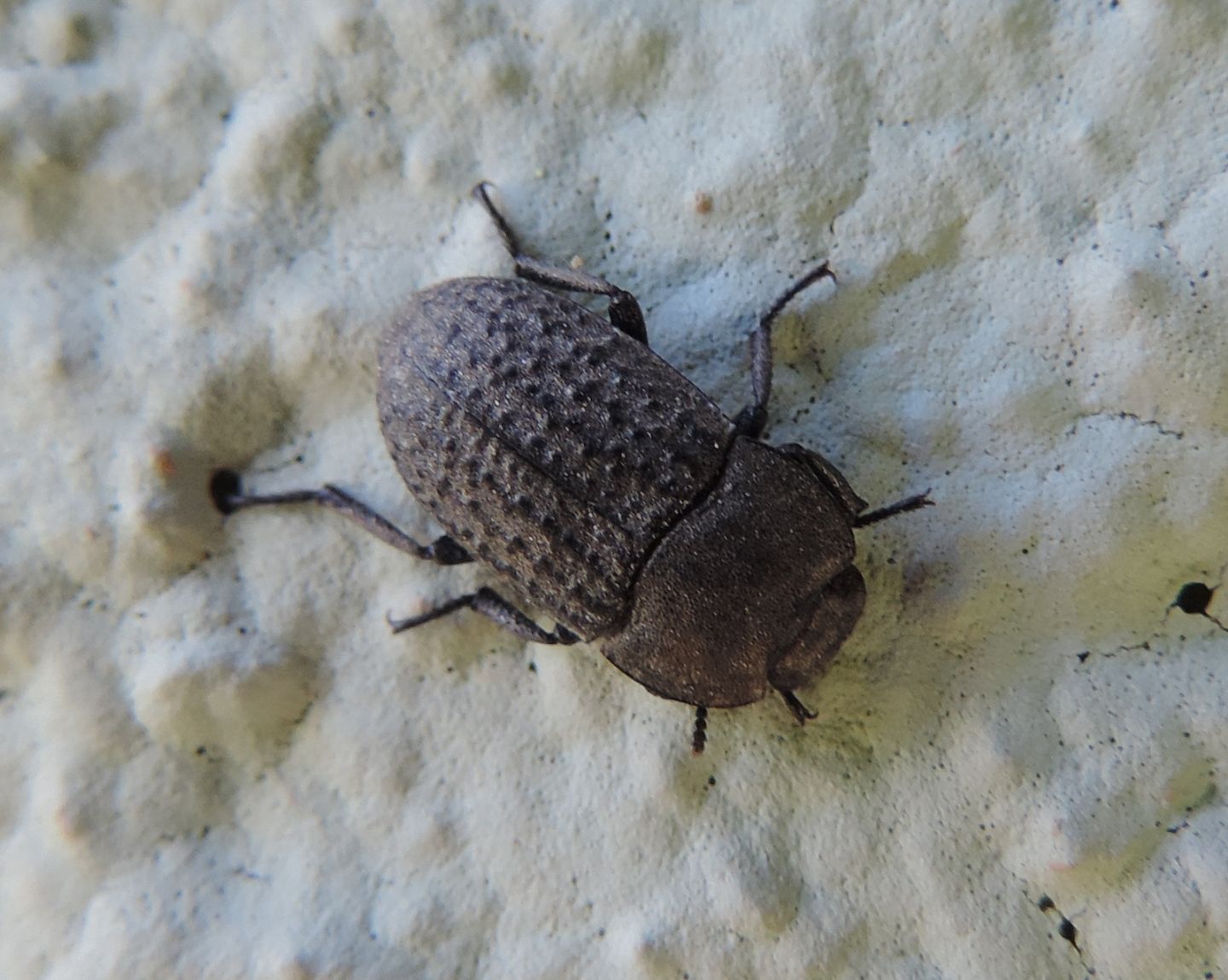 Tenebrionidae: Opatrum sabulosum