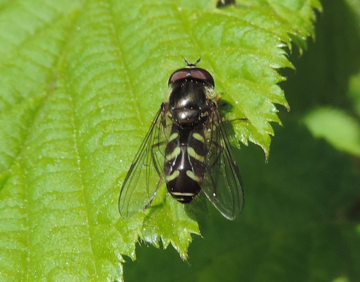 Scaeva pyrastri? Si, maschio