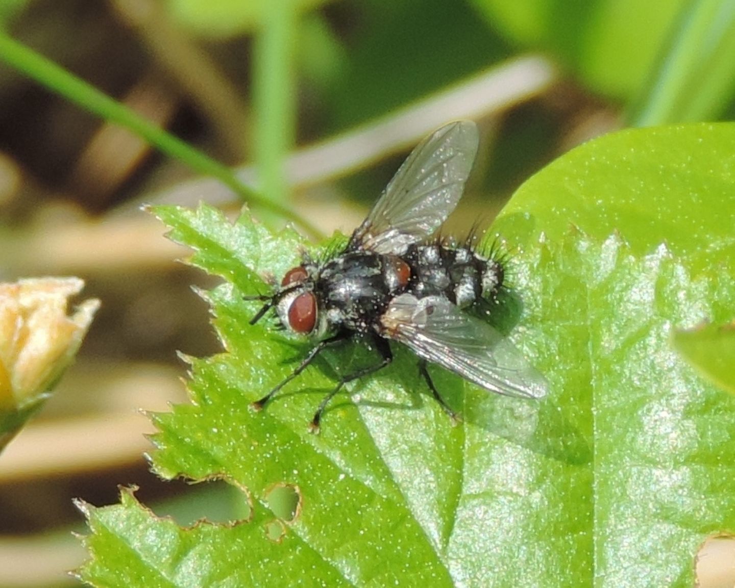 Tachinidae:  Ernestia rudis?  No, Carcelia sp. o Huebneria sp.