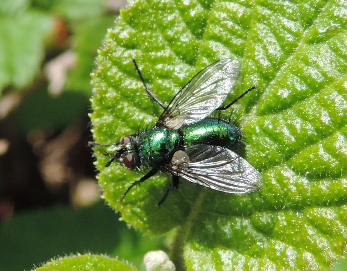 Gymnocheta viridis? Si