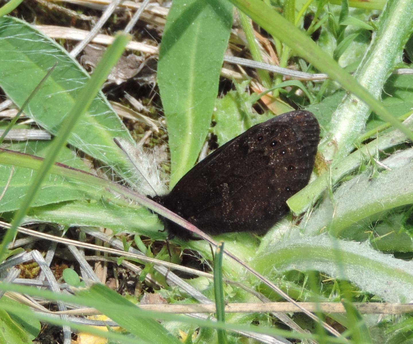 Quale Erebia? Erebia triaria - Nymphalidae