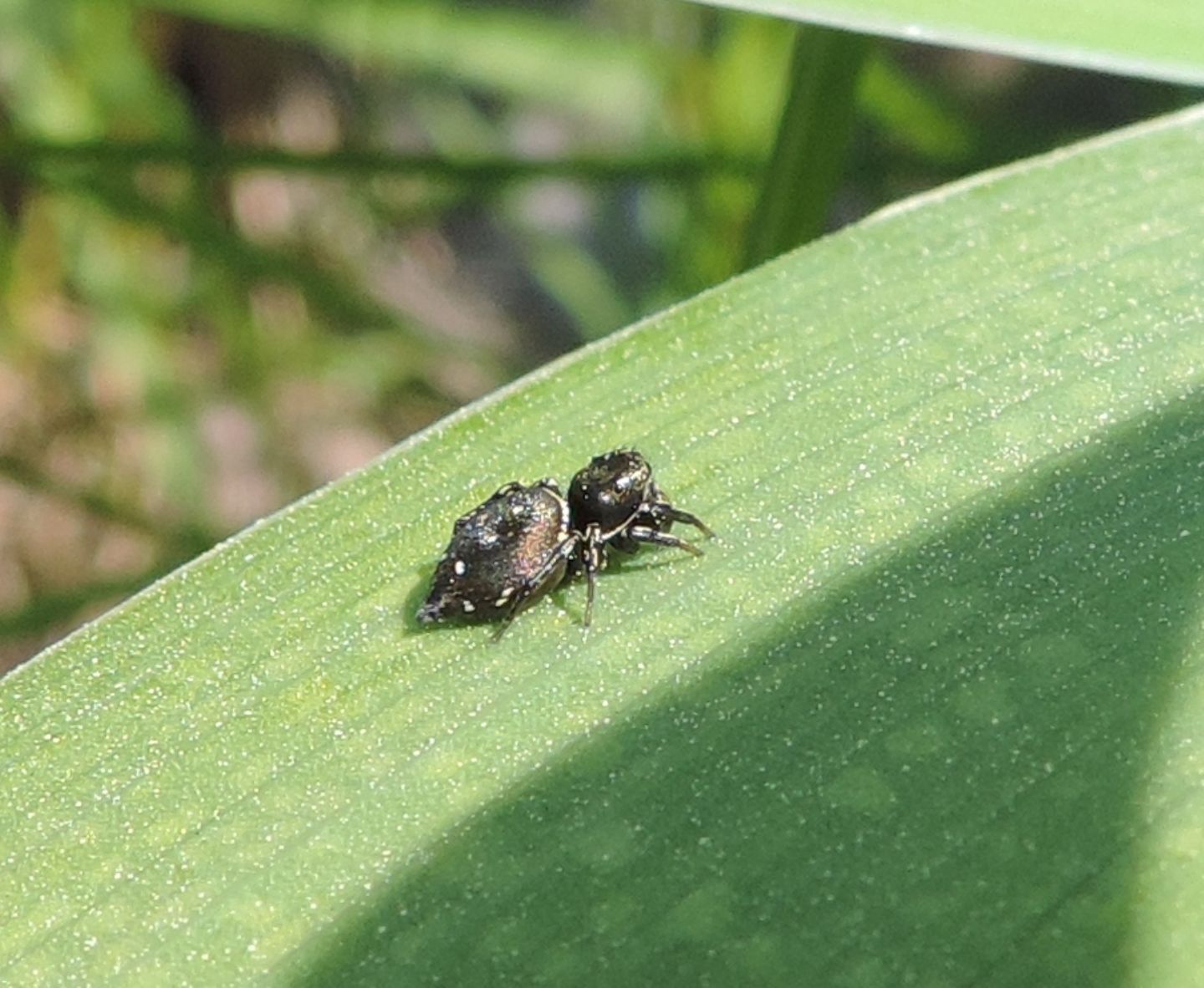 Salticidae:  Heliophanus sp. - Salbertrand (TO)