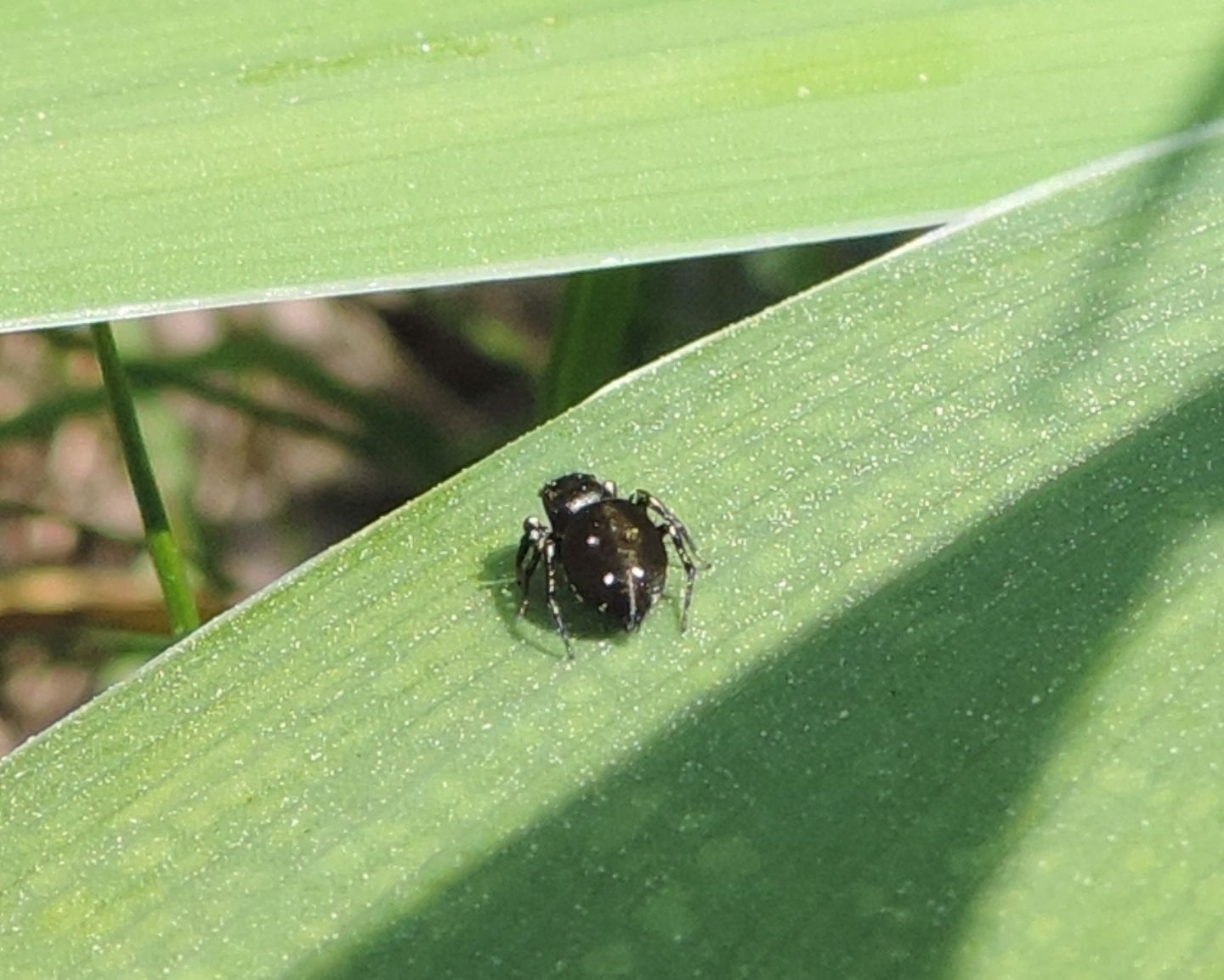 Salticidae:  Heliophanus sp. - Salbertrand (TO)