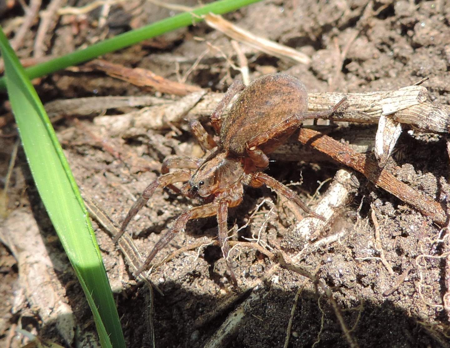 Lycosidae:  Trochosa sp.  - Salbertrand (TO)