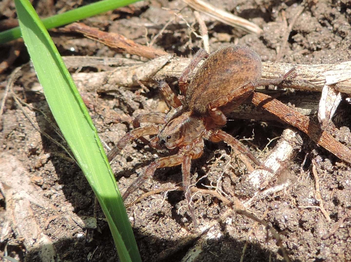 Lycosidae:  Trochosa sp.  - Salbertrand (TO)