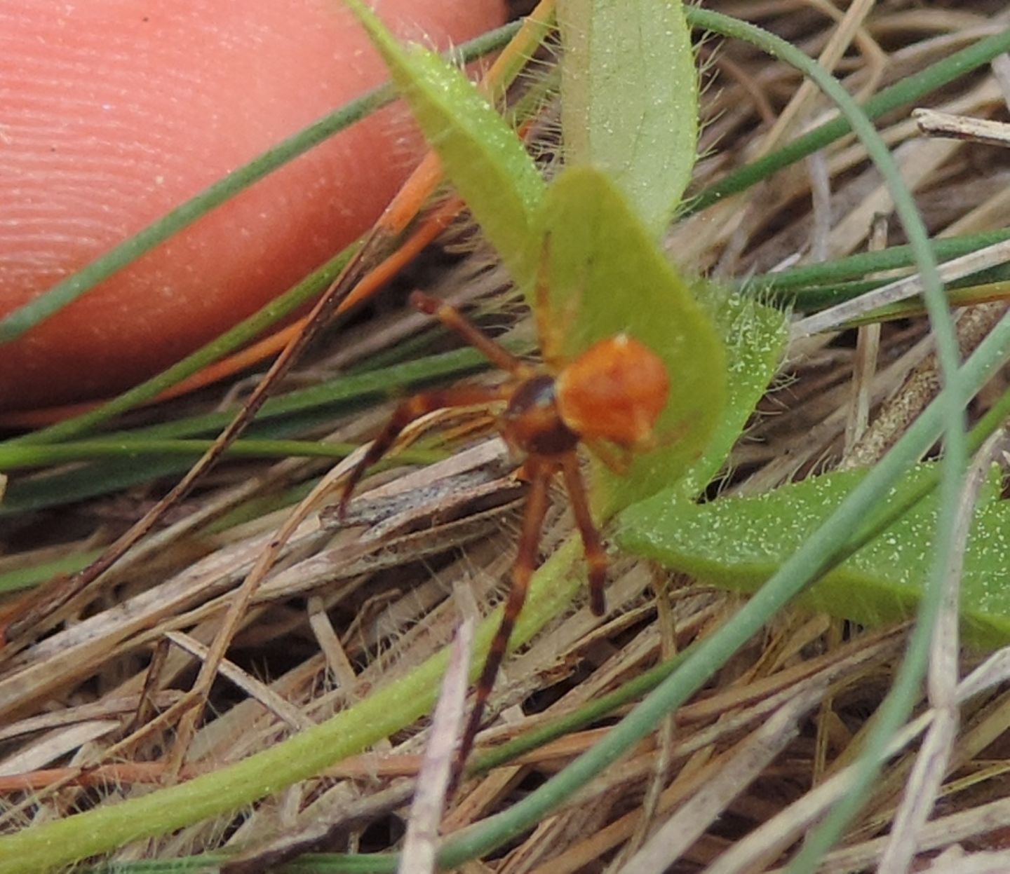 Minuscolo Thomisidae: Thomisus onustus, maschio - Salbertrand (TO)