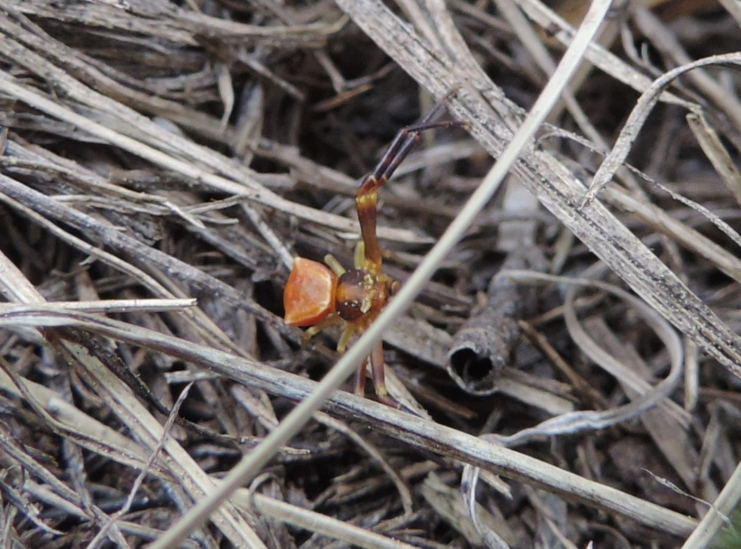 Minuscolo Thomisidae: Thomisus onustus, maschio - Salbertrand (TO)