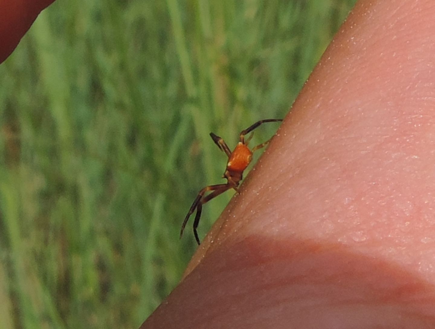 Minuscolo Thomisidae: Thomisus onustus, maschio - Salbertrand (TO)