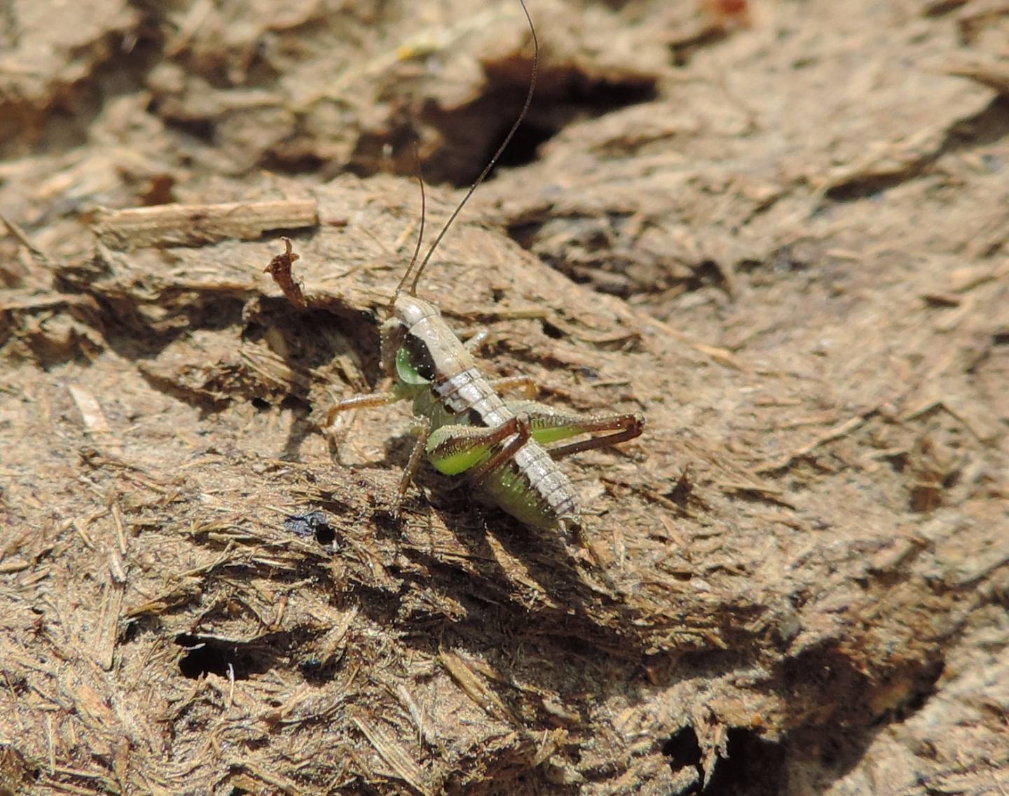 Giovane Eupholidoptera?  No, Pholidoptera sp.  (Tettigoniidae)