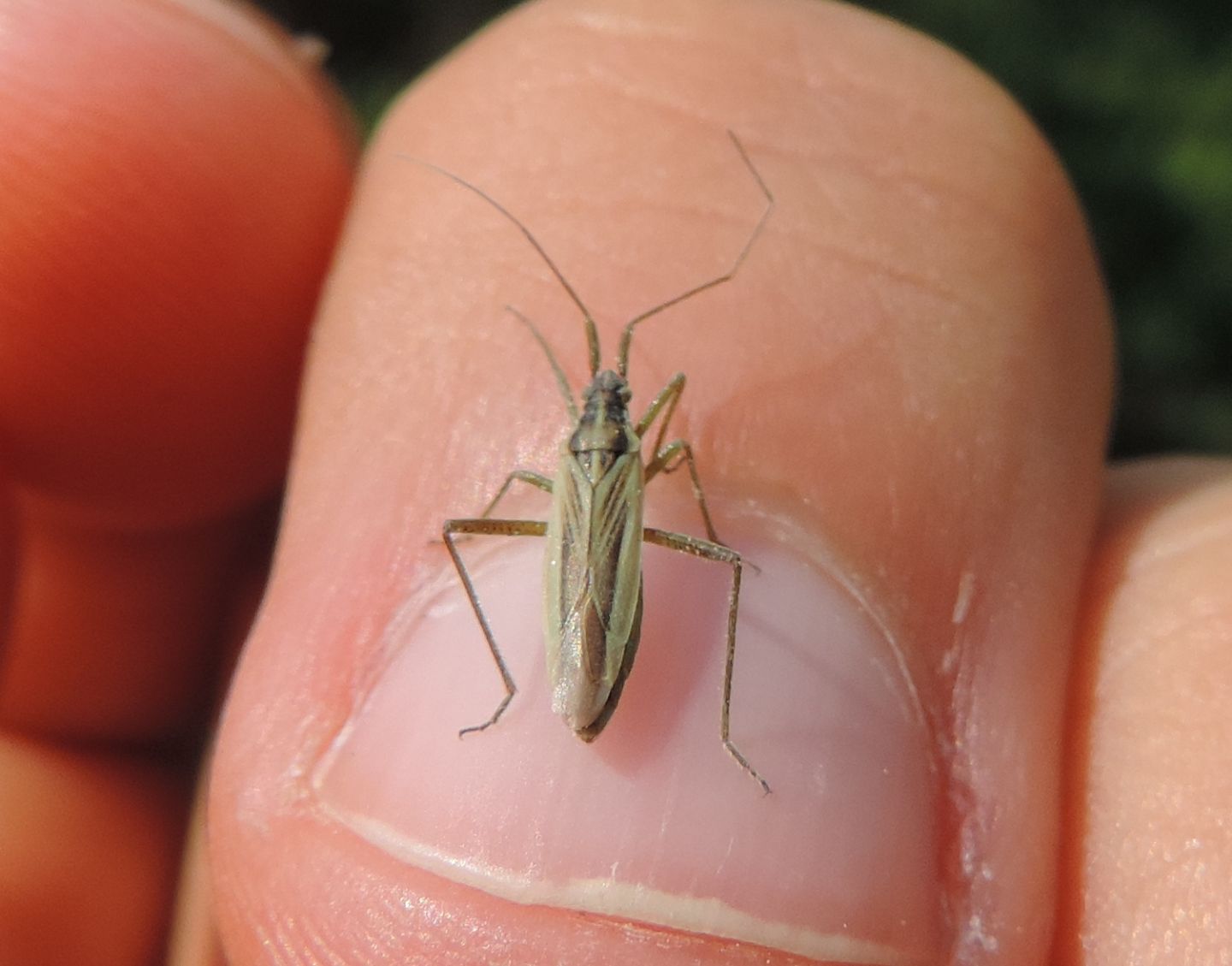 Miridae?  S,  Stenodema sericans