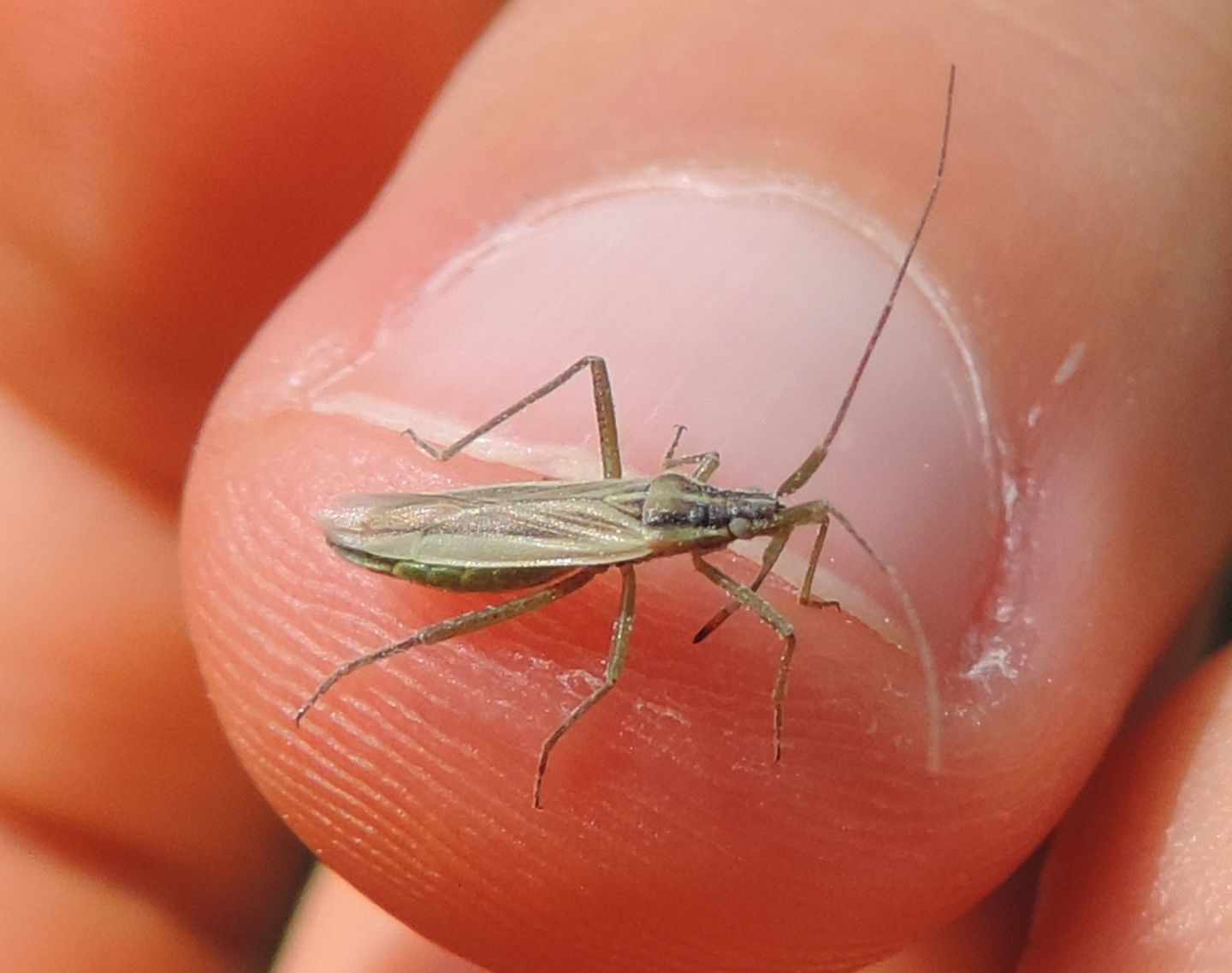 Miridae?  S,  Stenodema sericans