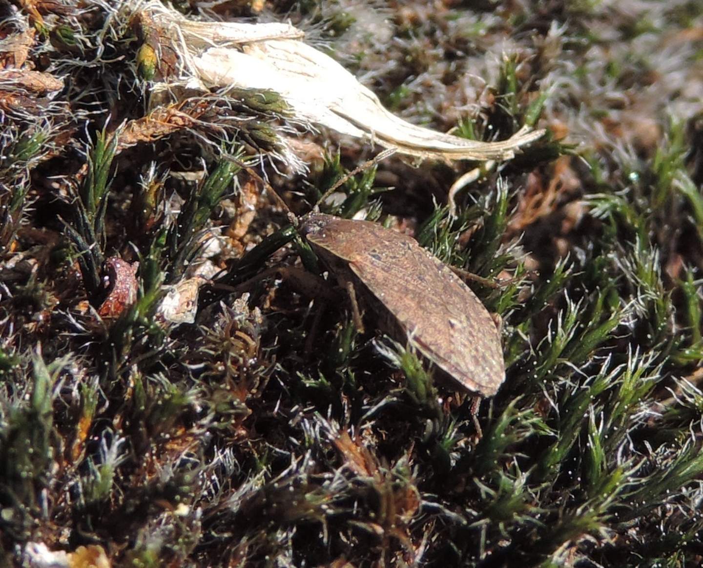 Lygaeidae:  Emblethis sp.