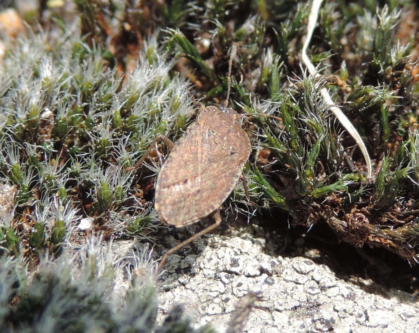 Lygaeidae:  Emblethis sp.