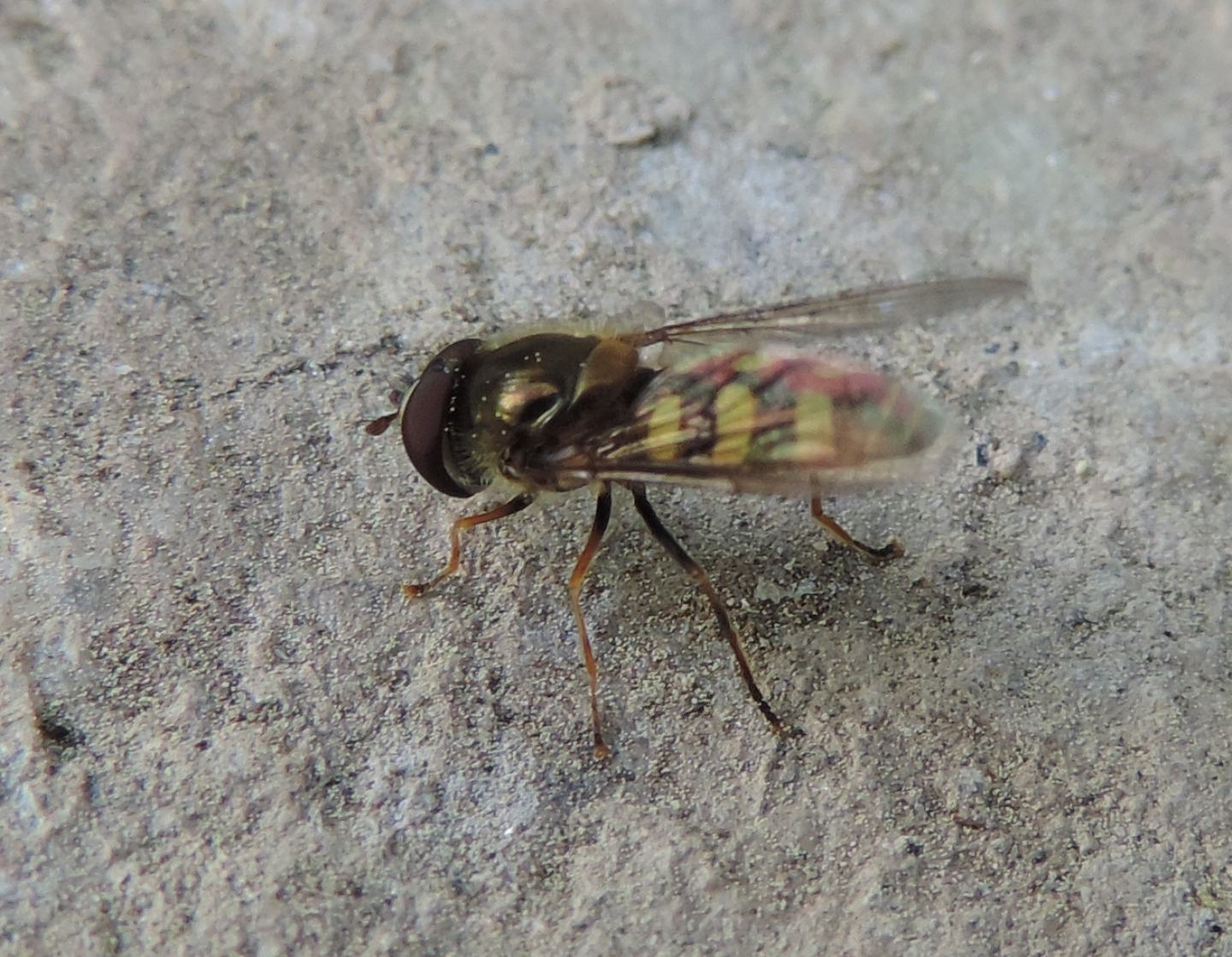 Eupeodes sp., maschio  ed  Eupeodes luniger, femmina