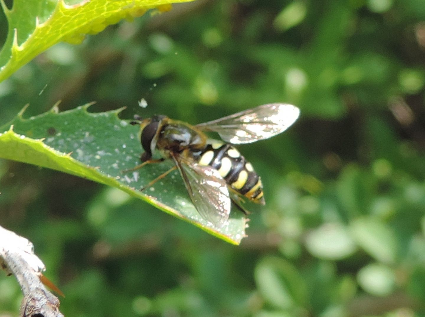 Eupeodes sp., maschio  ed  Eupeodes luniger, femmina