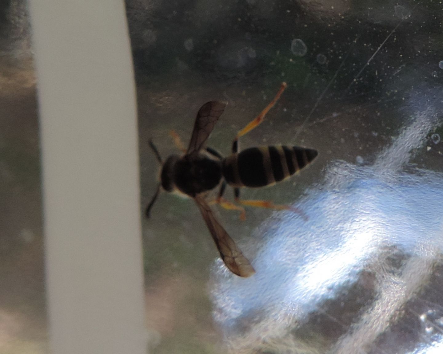 Vespidae Eumeninae:    Ancistrocerus sp.