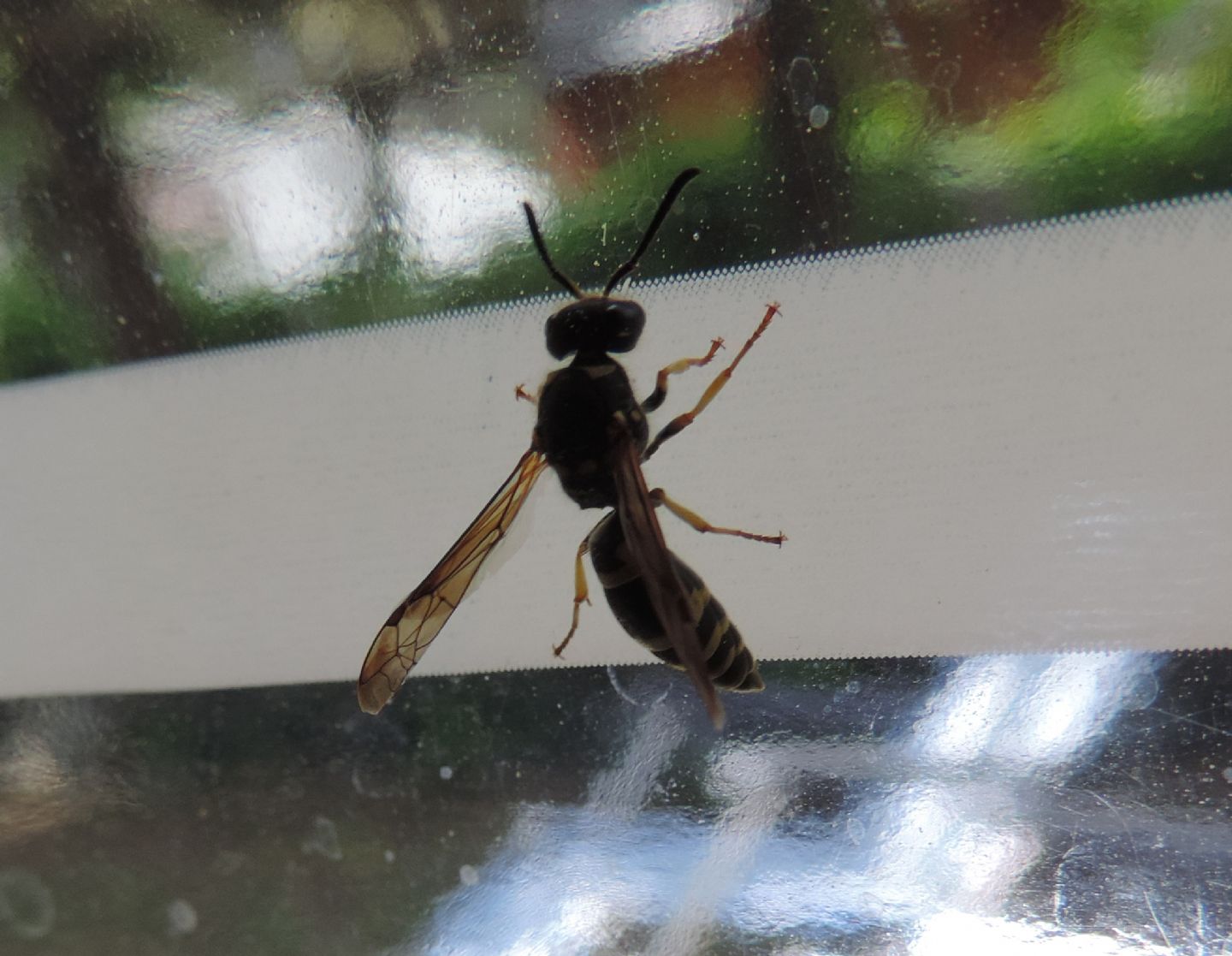 Vespidae Eumeninae:    Ancistrocerus sp.