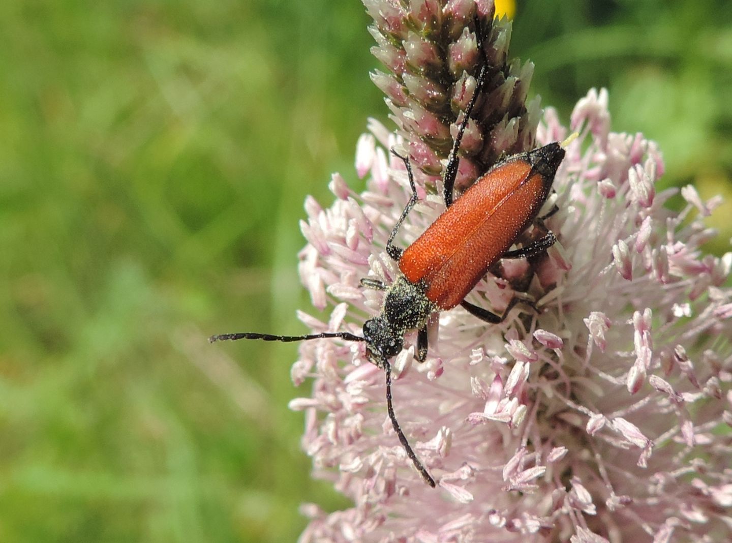 Cerambycidae:  Anastrangalia sanguinolenta?  No, Anastrangalia dubia