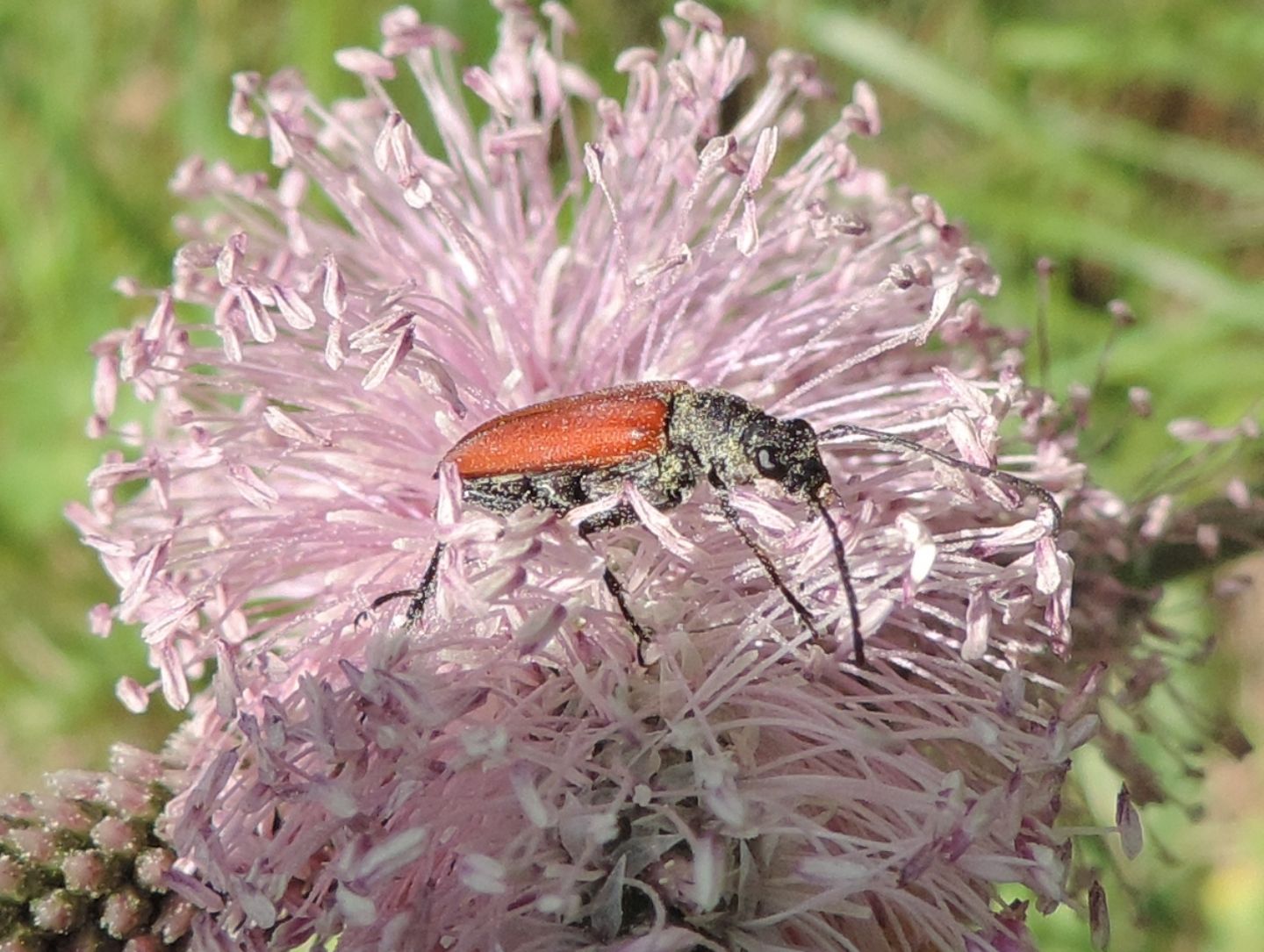 Cerambycidae:  Anastrangalia sanguinolenta?  No, Anastrangalia dubia