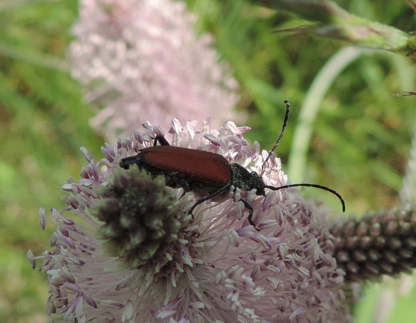 Cerambycidae:  Anastrangalia sanguinolenta?  No, Anastrangalia dubia