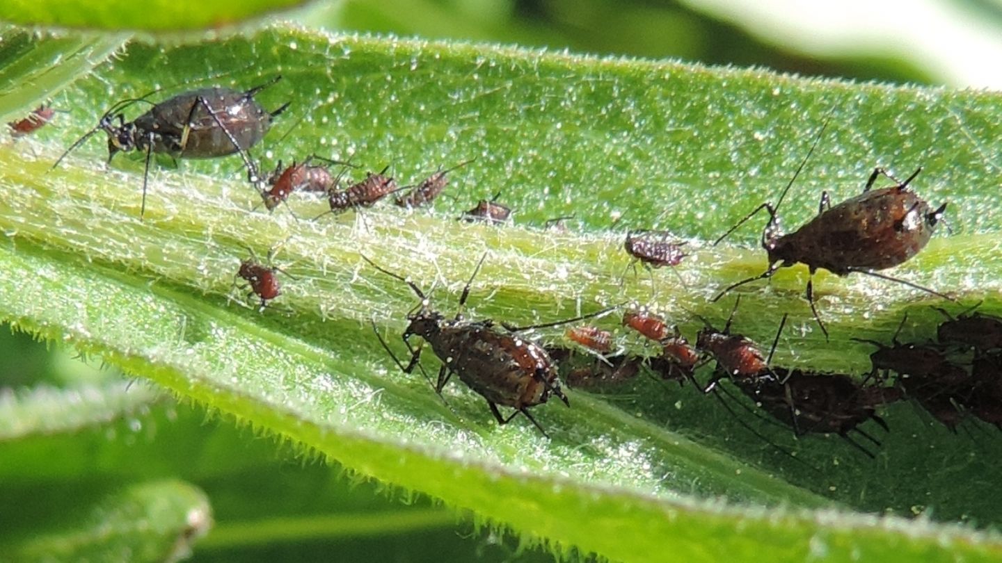 Uroleucon jaceae (Aphididae)