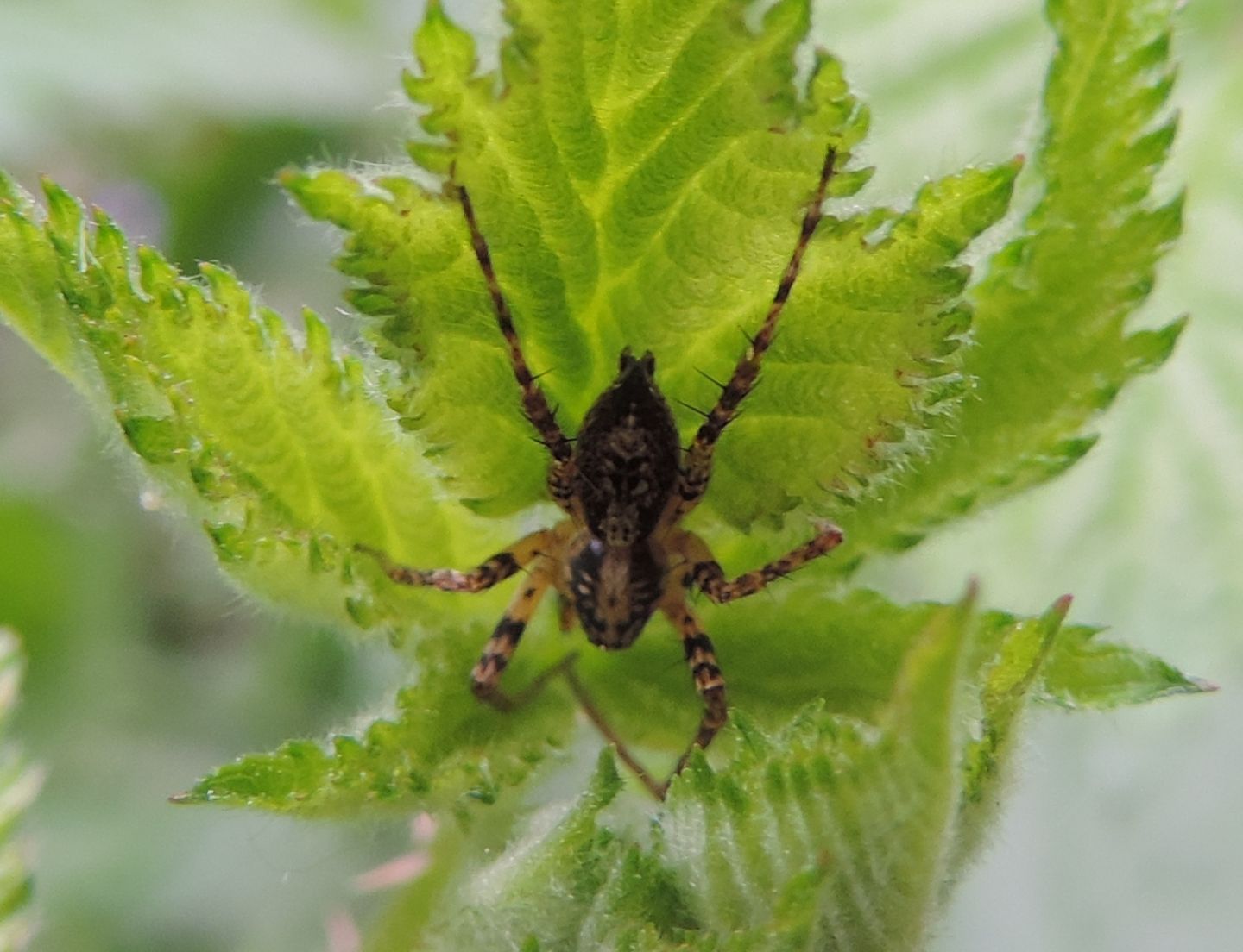 Anyphaena sp.  - Parco La Mandria (TO)