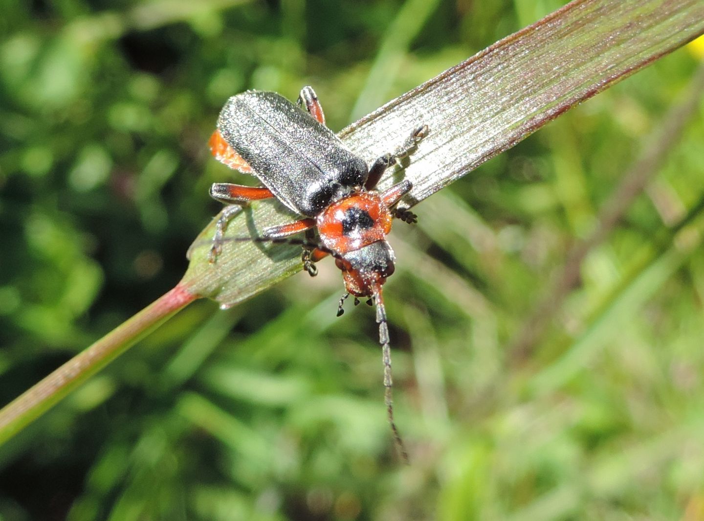 Cantharis rustica?  S !