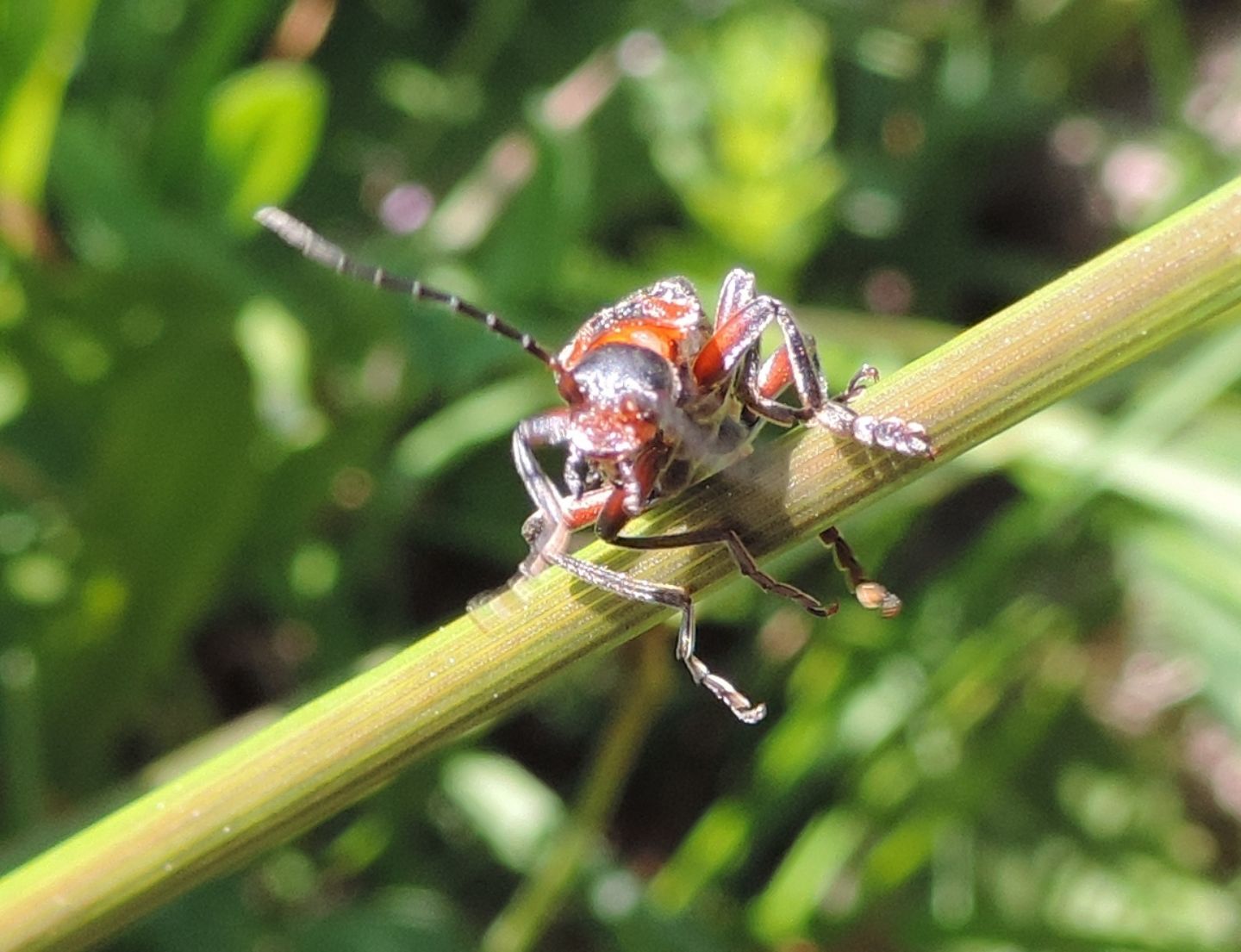 Cantharis rustica?  S !