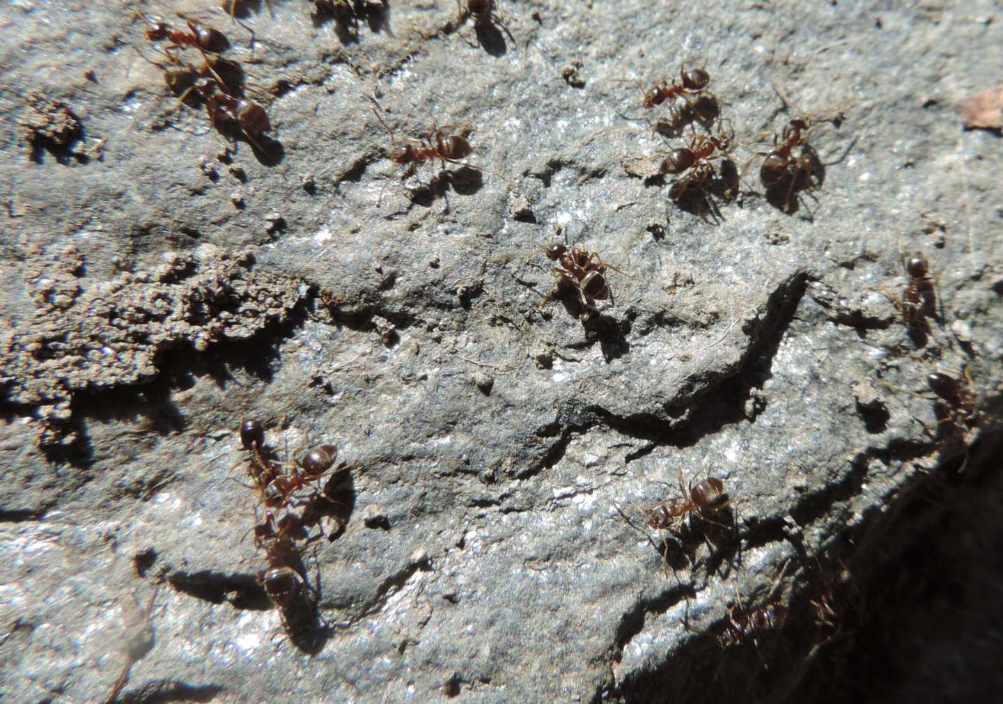 Resti di formiche:   Lasius (Lsius) sp. e Lasius (Chthonolasius) sp.