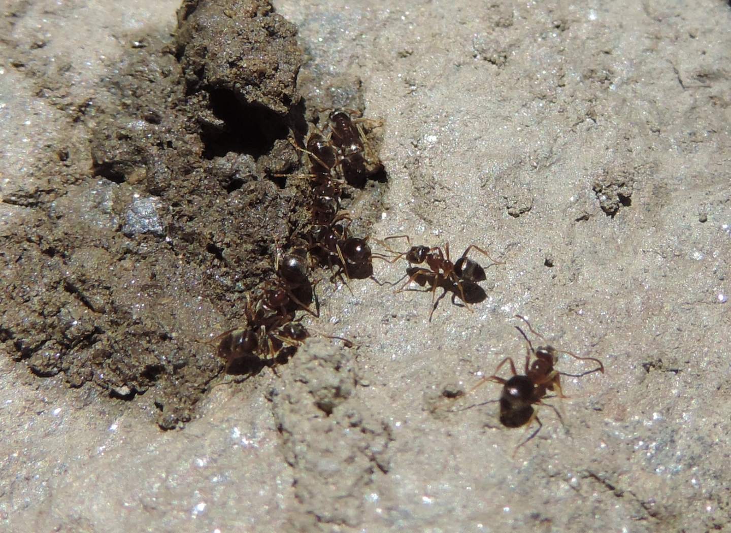 Resti di formiche:   Lasius (Lsius) sp. e Lasius (Chthonolasius) sp.