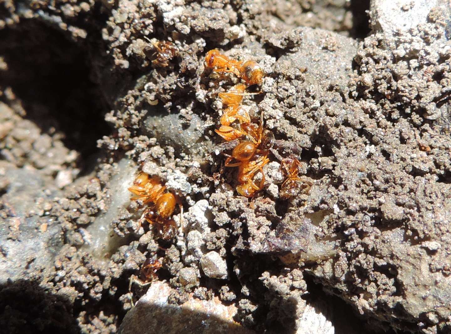 Resti di formiche:   Lasius (Lsius) sp. e Lasius (Chthonolasius) sp.