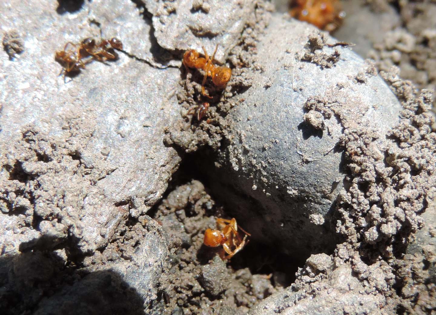 Resti di formiche:   Lasius (Lsius) sp. e Lasius (Chthonolasius) sp.