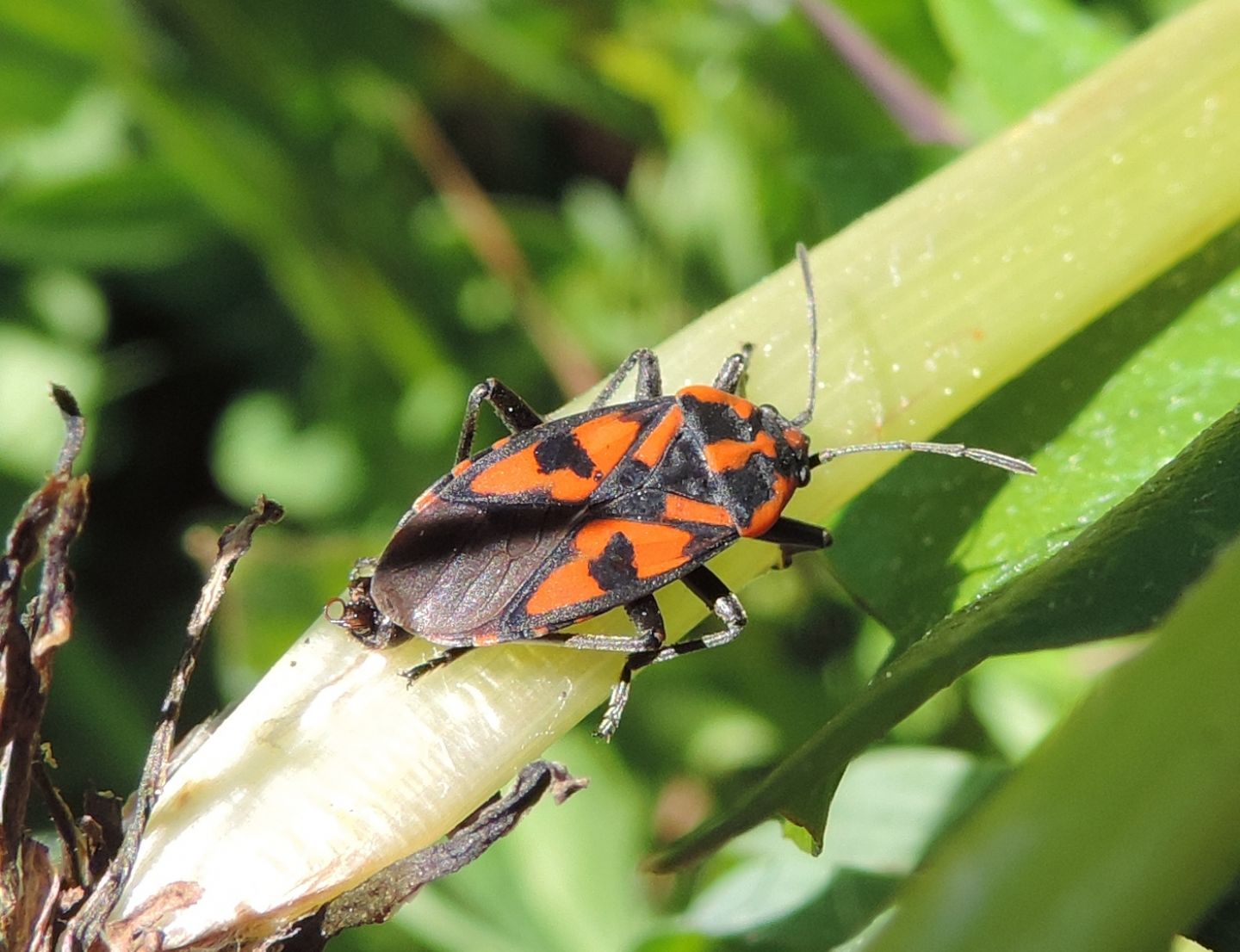 Lygaeidae:  Spilostethus saxatilis?   S !