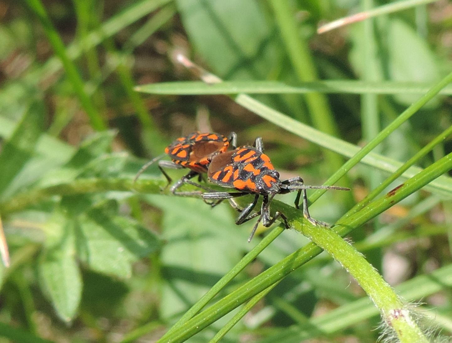 Lygaeidae:  Spilostethus saxatilis?   S !