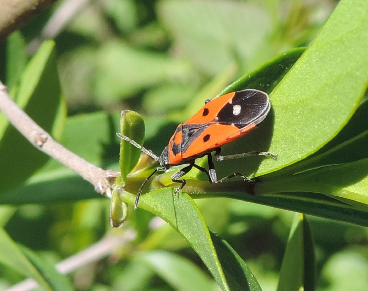 Lygaeidae:  Melanocoryphus albomaculatus?  S !