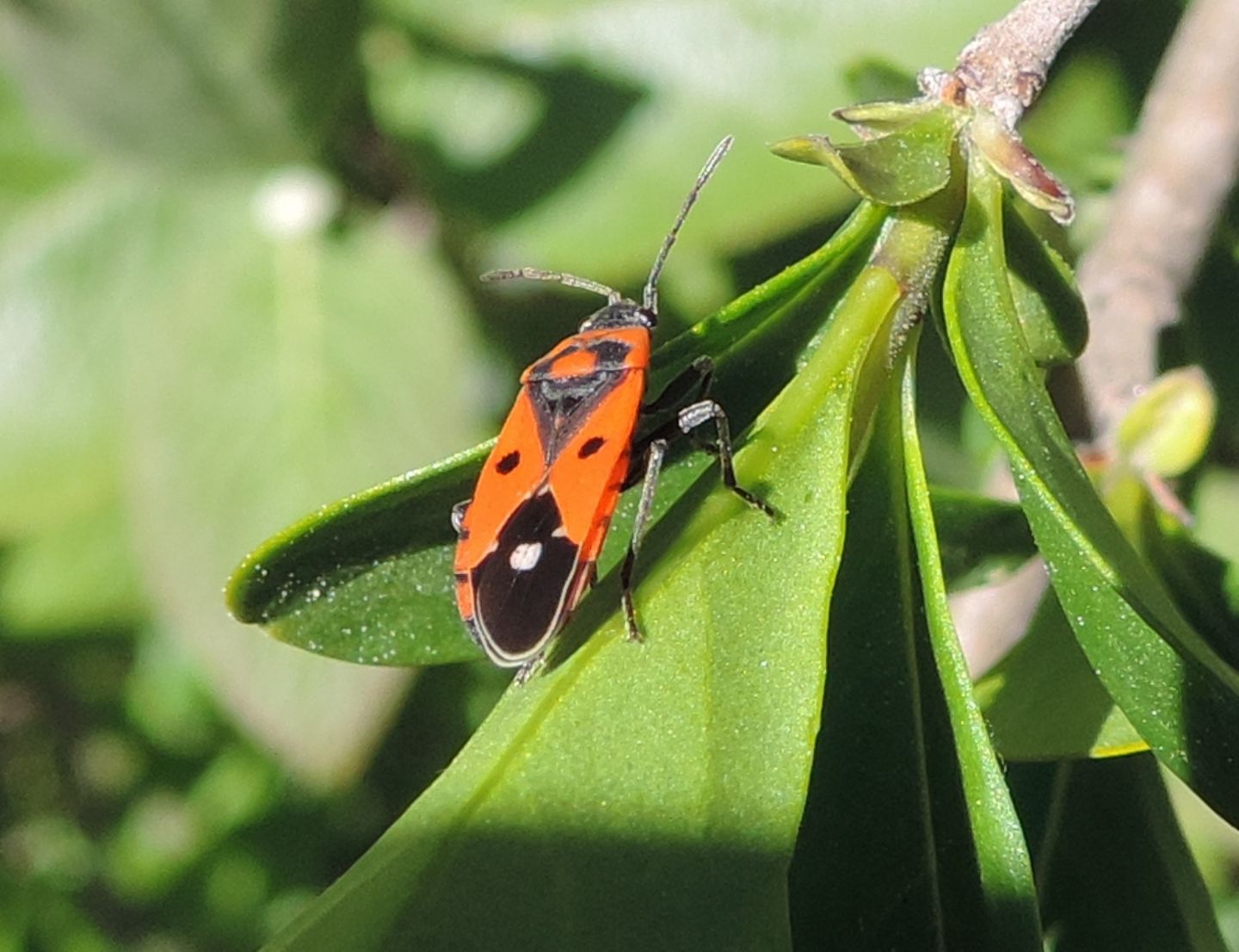 Lygaeidae:  Melanocoryphus albomaculatus?  S !