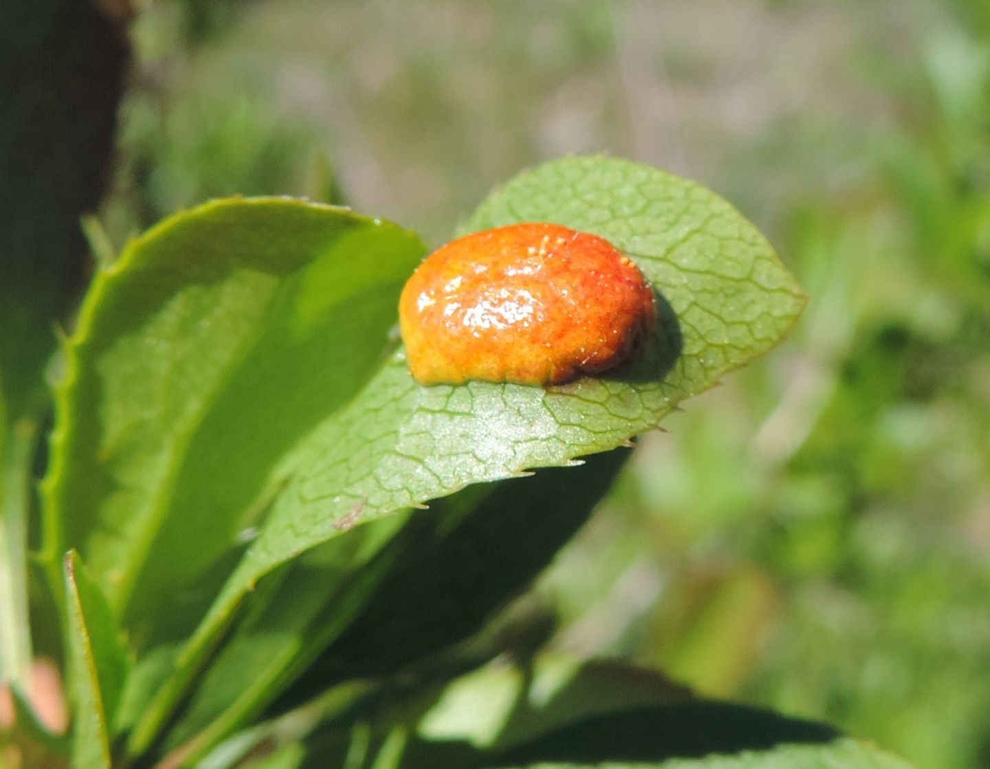 Galla di....Tenthredinidae:  cfr. Pontania sp.