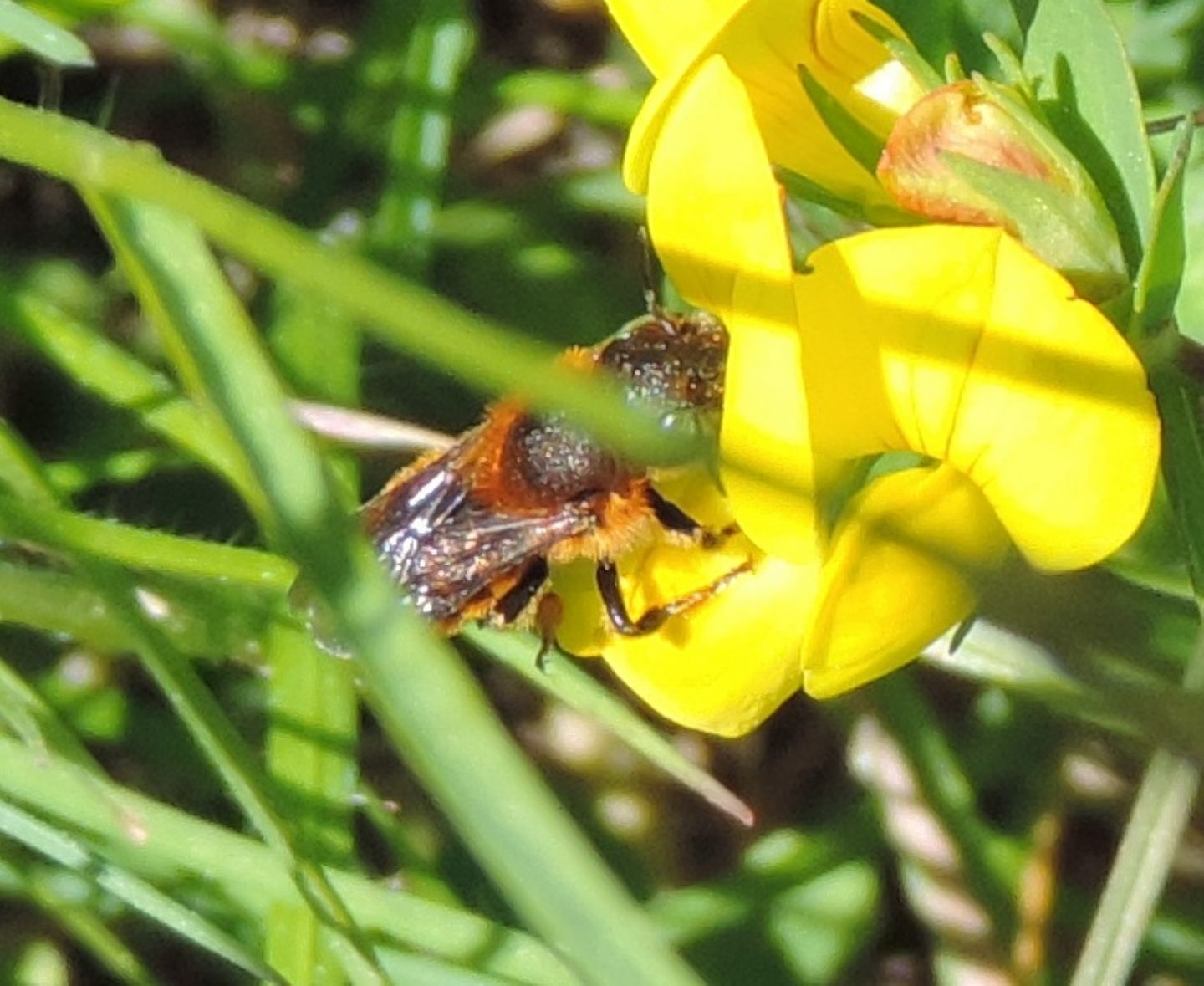 Andrena?  No, Osmia ferruginea, femmina  (Apidae Megachilinae)