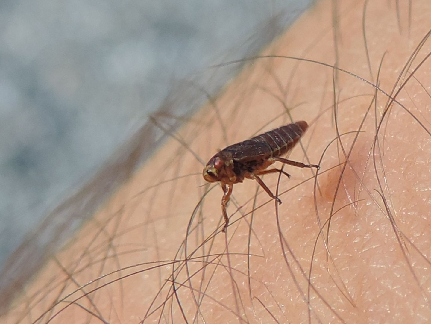 Ninfa di cicadellide?