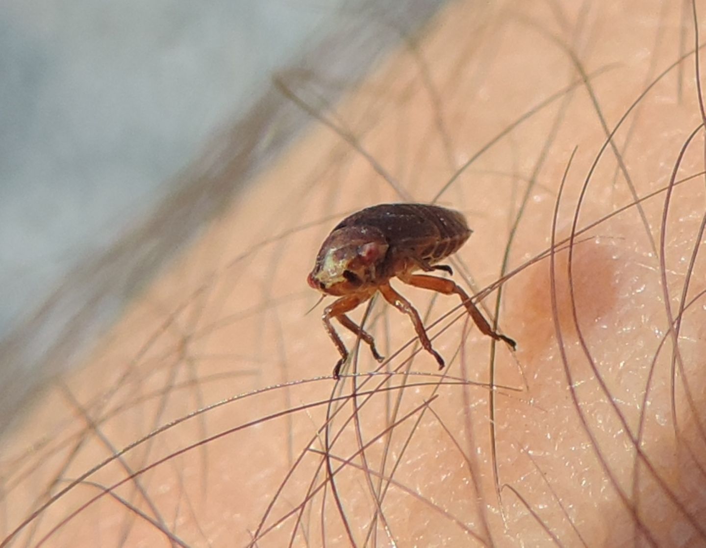 Ninfa di cicadellide?