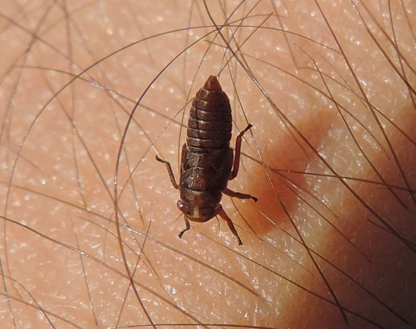 Ninfa di cicadellide?