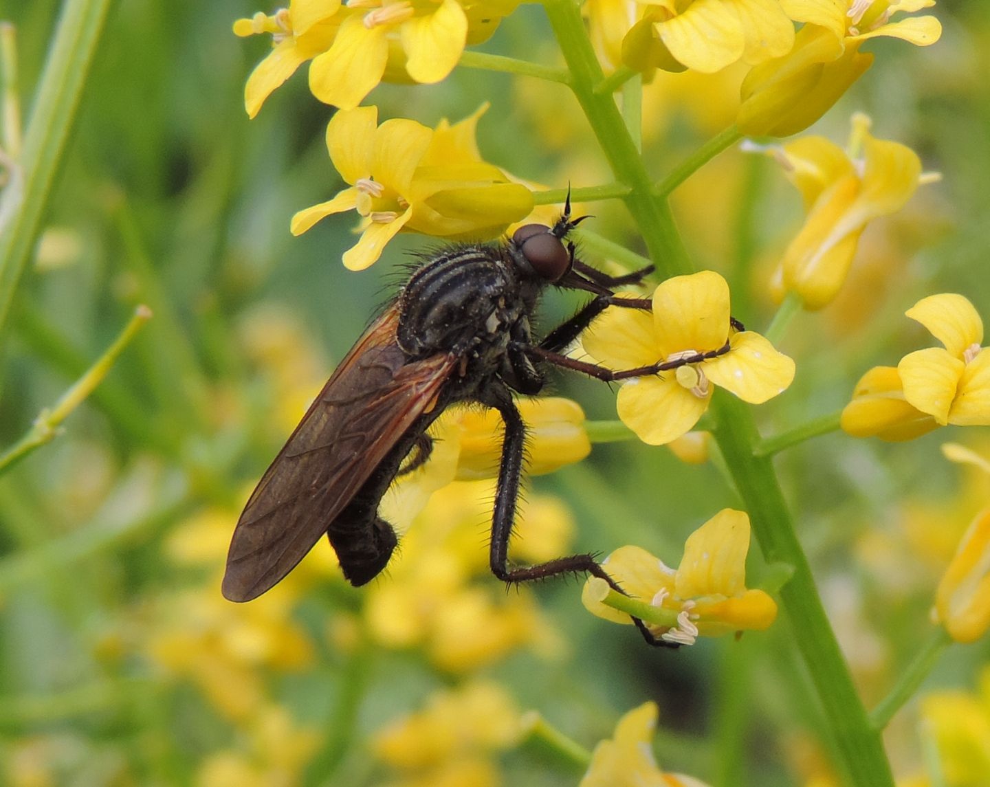 Empis tessellata?  S, maschio