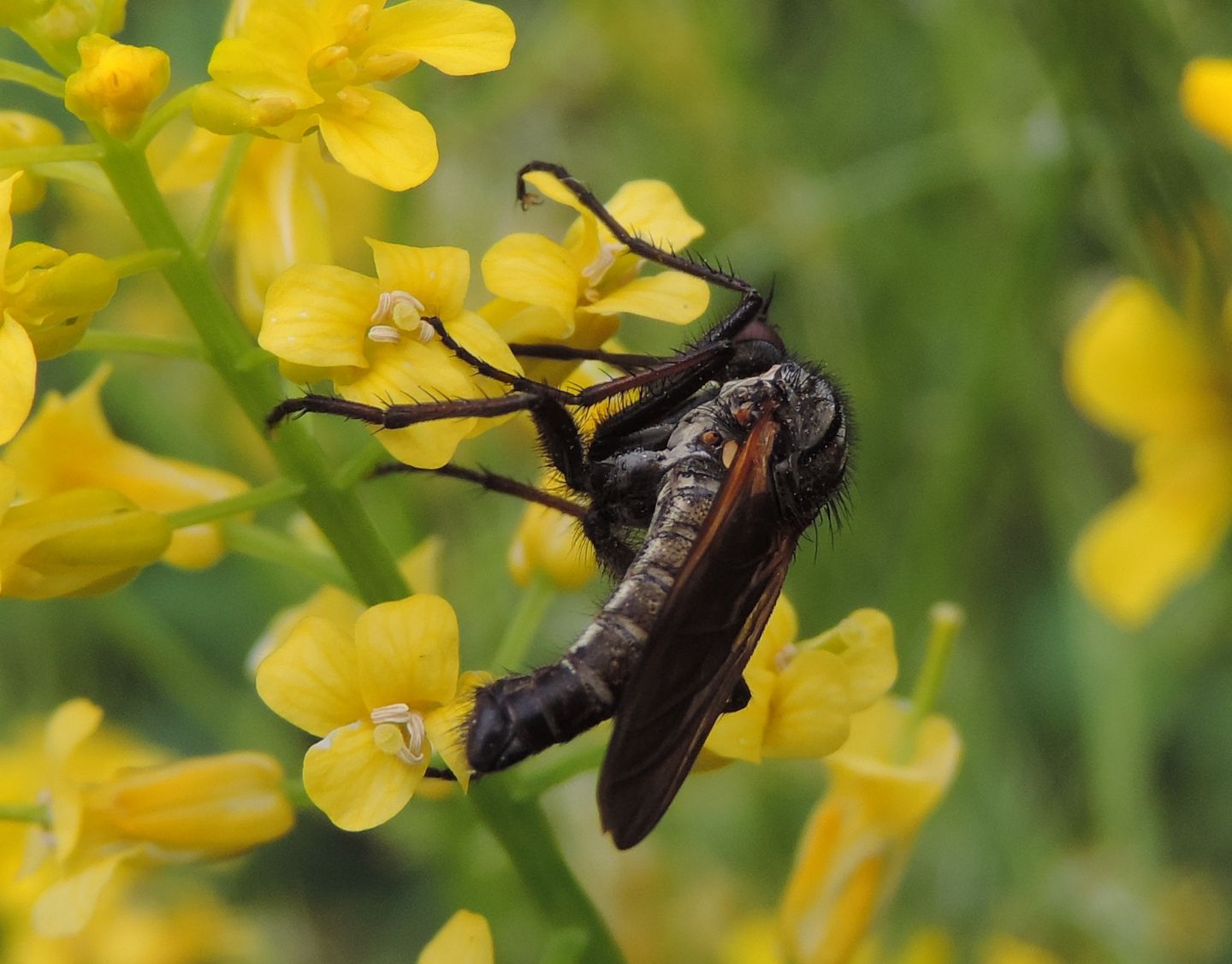 Empis tessellata?  S, maschio